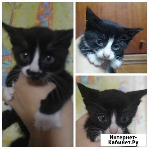 Отдаю котят Калининград - изображение 1