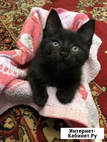 Котёнок Волгоград - изображение 1