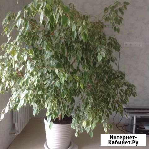 Фикус Бенджамина Бор - изображение 1