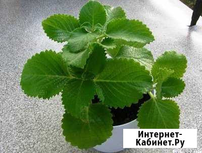 Мята комнатная. Продажа. Обмен Мосрентген - изображение 1