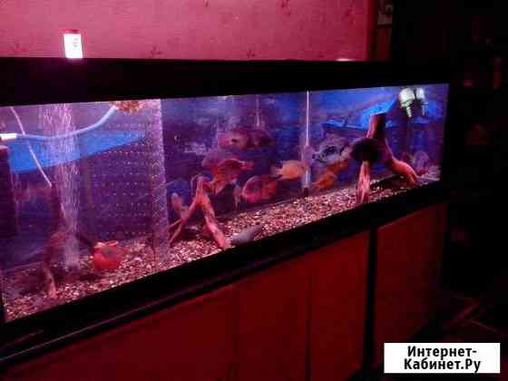 Аквариум 660 литров Воронеж