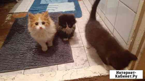 Котята Минусинск