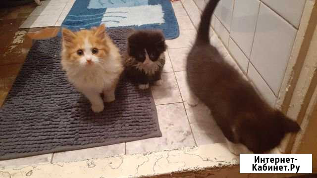 Котята Минусинск - изображение 1