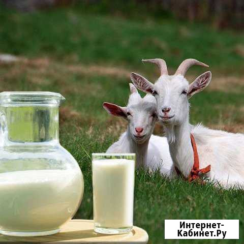 Молоко козье Люберцы - изображение 1