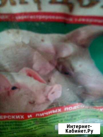 Поросята Налобиха - изображение 1