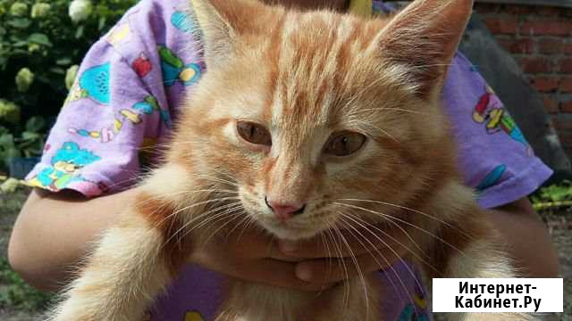 Котенок Рыж Задонск - изображение 1