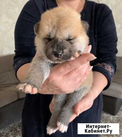 Акита ину щенки Краснодар - изображение 1