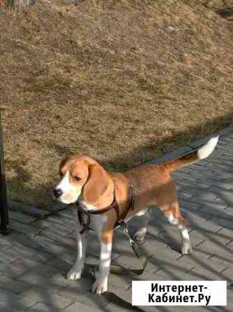 Бигль ищет невесту Барнаул