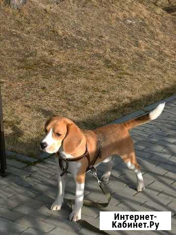 Бигль ищет невесту Барнаул - изображение 1