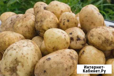Картофель Новоалтайск - изображение 1