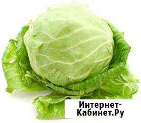 Капуста белокочанная домашняя Рубцовск