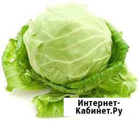 Капуста белокочанная домашняя Рубцовск - изображение 1