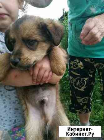 Отдам щенка Чита