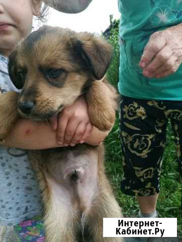 Отдам щенка Чита - изображение 1