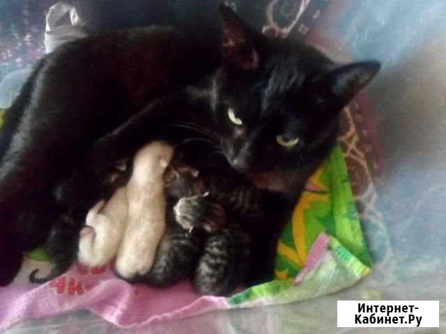 Котята Малоярославец - изображение 1