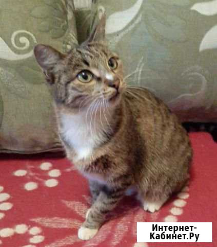 Кошечка Благовещенск - изображение 1