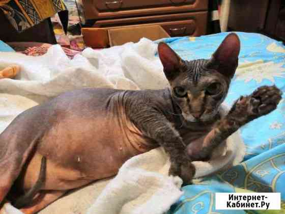 Кошка Нижний Новгород