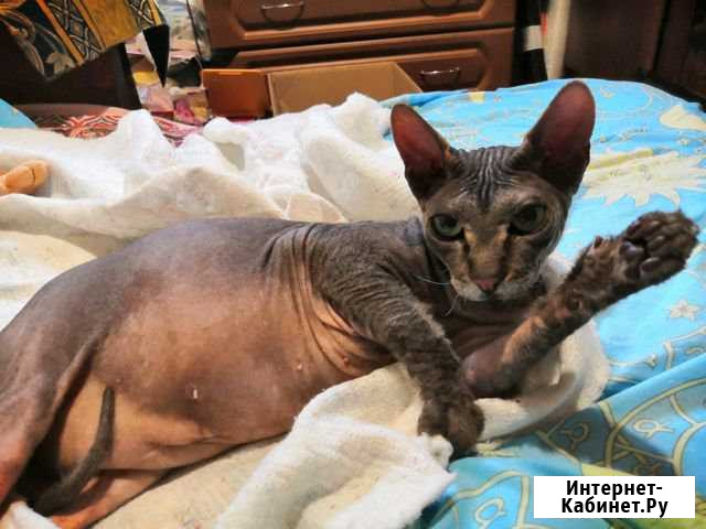 Кошка Нижний Новгород - изображение 1