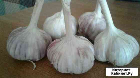 Чеснок домашний, урожай 2019 Барнаул