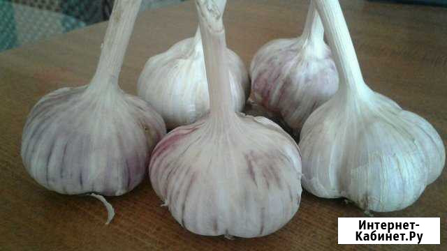 Чеснок домашний, урожай 2019 Барнаул - изображение 1