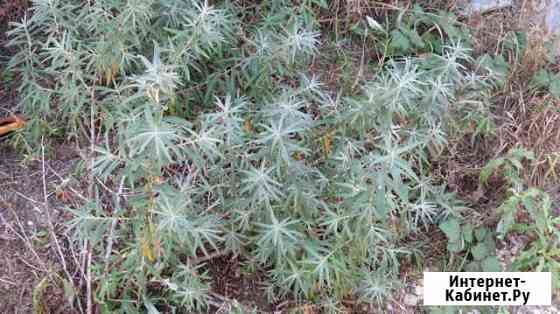 Саженцы облепихи Севастополь