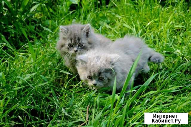 Котята Новозыбков - изображение 1