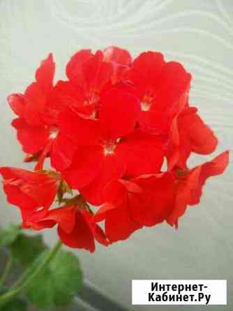 Пеларгония герань Красноярск