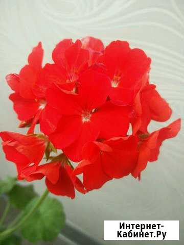 Пеларгония герань Красноярск - изображение 1