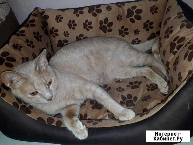 Персик ищет дом Ярославль - изображение 1