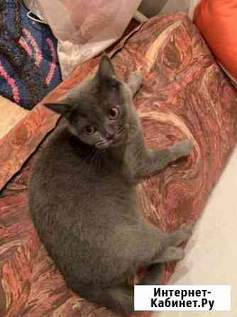 Отдам британку в добрые руки Нижний Новгород