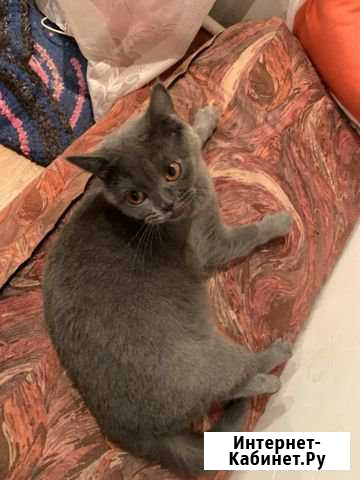 Отдам британку в добрые руки Нижний Новгород - изображение 1