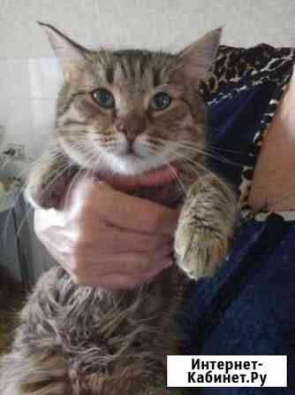 Кастрированный камышовый котик Магнитогорск