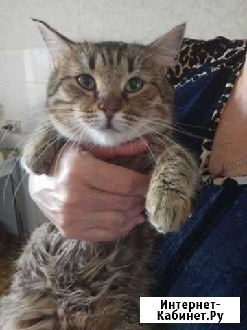 Кастрированный камышовый котик Магнитогорск - изображение 1