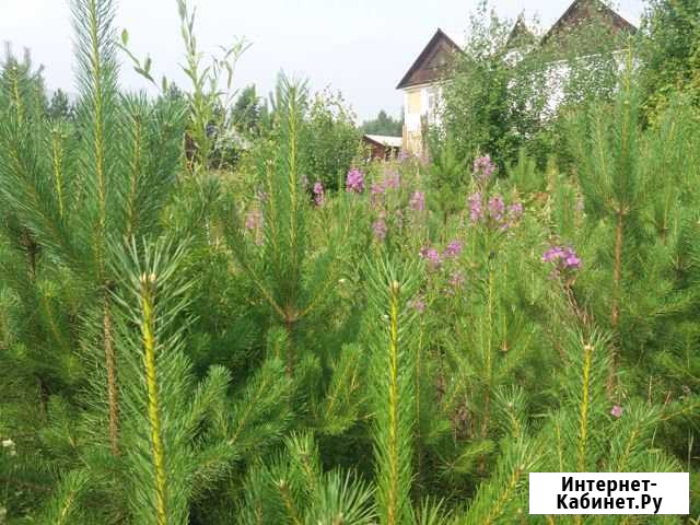 Участок 8.2 сот. (ИЖС) Иркутск - изображение 1