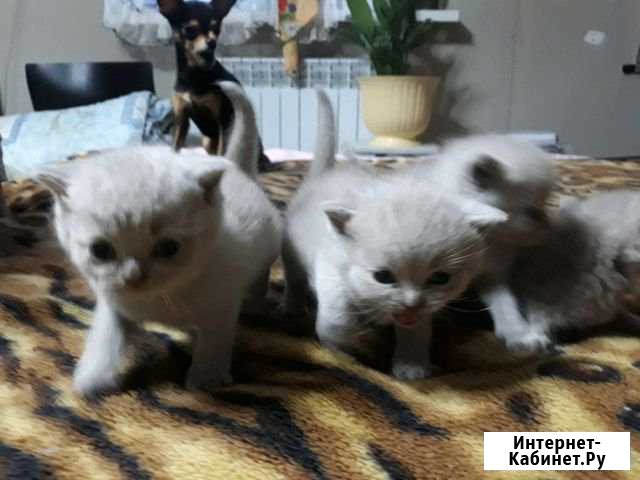 Британские котята Вологда - изображение 1