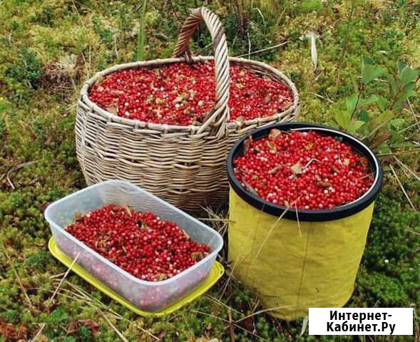 Ягоды клюквы. Свежие Чебоксары - изображение 1