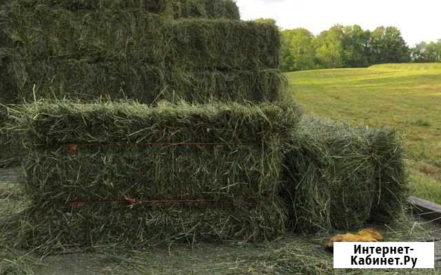 Продаю сено в квадратных тюках Славгород - изображение 1