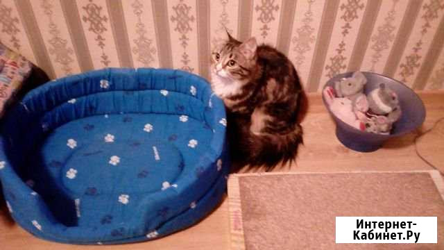 Отдам в добрые руки Мурманск - изображение 1