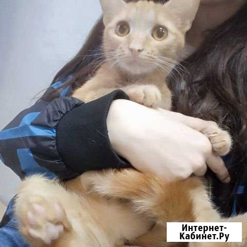 Кошка Кимры - изображение 1
