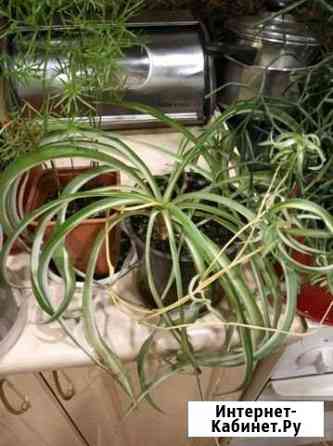 Хлорофитум кудрявый Бонни Новосибирск