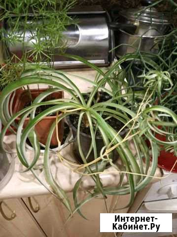 Хлорофитум кудрявый Бонни Новосибирск - изображение 1