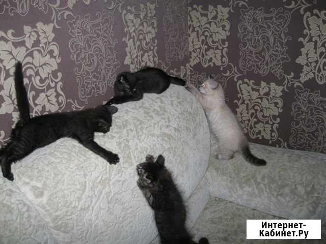 Отдам котят в хорошие руки Верхняя Пышма - изображение 1