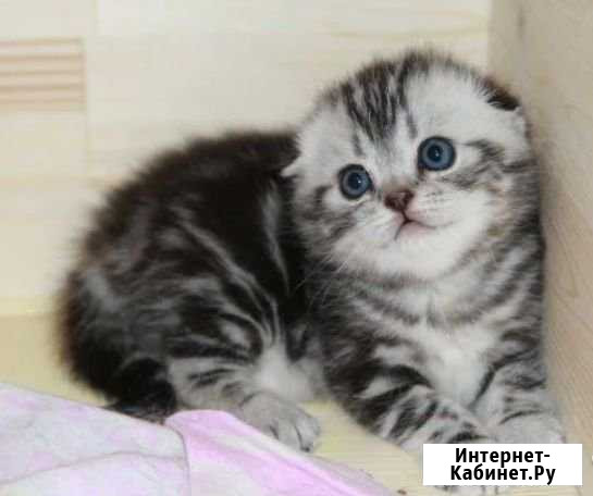 Мальчики и девочки Волжский Волгоградской области - изображение 1