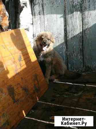 Отдам щенка 6 мес Чита