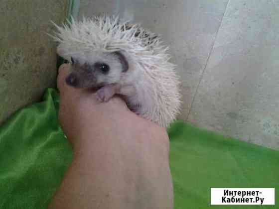 Карликовый домашний любимчик, ежик Африканский Москва