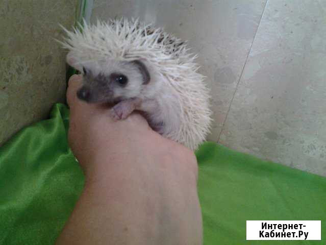 Карликовый домашний любимчик, ежик Африканский Москва - изображение 1