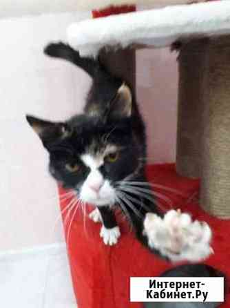 Трехцветная Черри ищет дом Ярославль