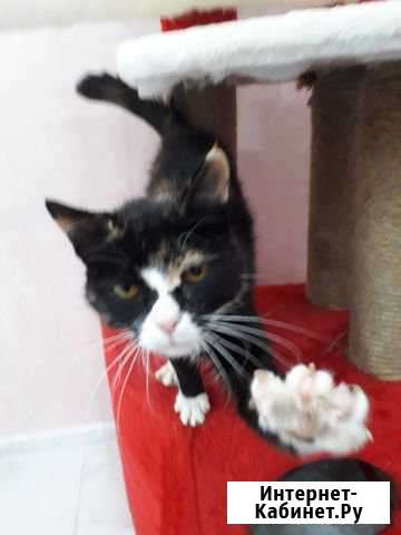 Трехцветная Черри ищет дом Ярославль - изображение 1