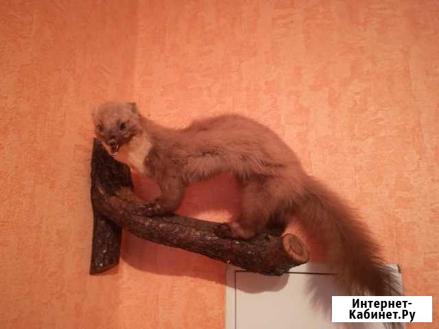 Чучело соболя на дереве Кстово - изображение 1