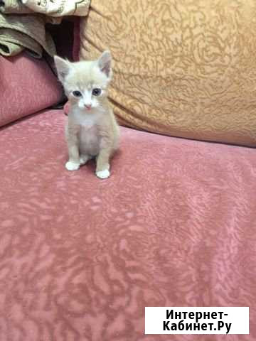 Котик Рубцовск - изображение 1